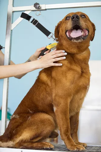 Vista 3 de Bucles ajustables de nylon para aseo de mascotas y perros, soga de sujeción para mesa de aseo, accesorios de extensión de brazo de mesa, correas