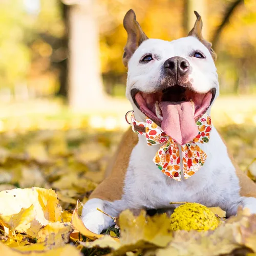 Vista 19 de Unique style paws - Collar para perros con corbatín, collar ajustable para perros y gatos, pequeño, mediano y grande