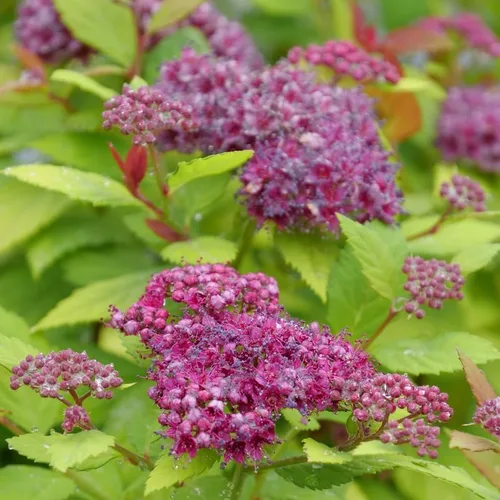Vista 2 de DOUBLE PLAY® DOLLY™ - Spiraea japonica - Ganadores probados - Maceta de 4