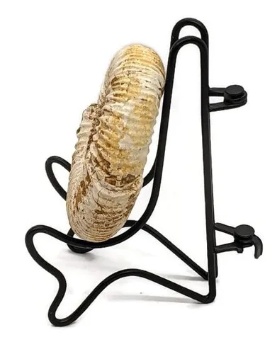 Vista 4 de Fósil de amonita con soporte. Amonita auténtica de Madagascar.