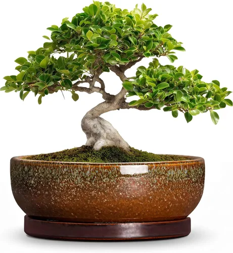 Vista 53 de Succulent Pots, 6 Inch Ceramic Bonsai Pots with Saucer, Blue
