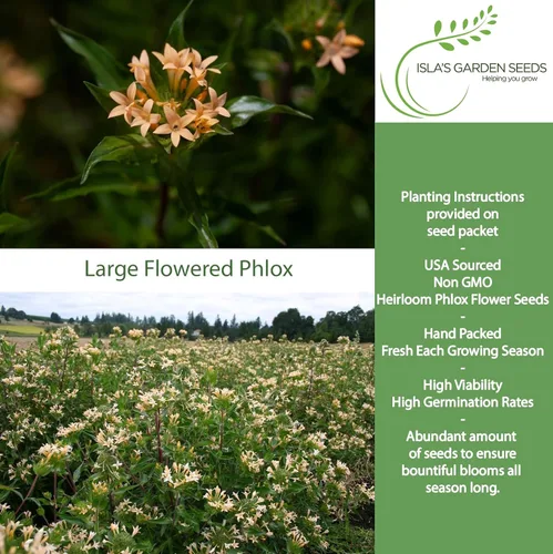 Vista 2 de Semillas de colomia "Large Flowered Phlox" para plantar, planta con flores similares a arbustos, más de 200 semillas por paquete, semillas de jardín
