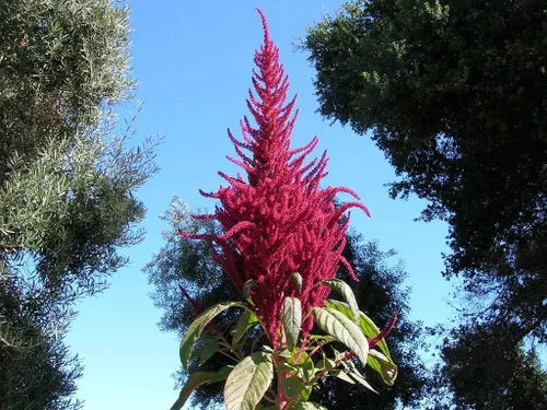 Vista 3 de Amaranto Paniculatus Semillas de mango rojo para plantar más de 400 semillas Plantas exóticas Jardín