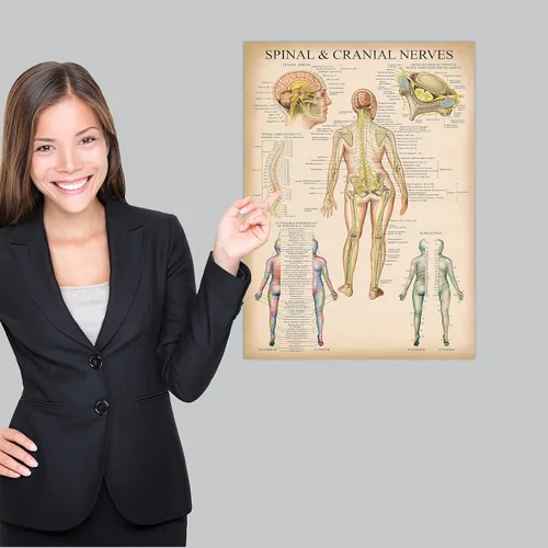 Vista 4 de Palace Learning Cuadro anatómico vintage de nervios espinales – Póster de anatomía del sistema nervioso craneal y columna vertebral (con dermatomas)