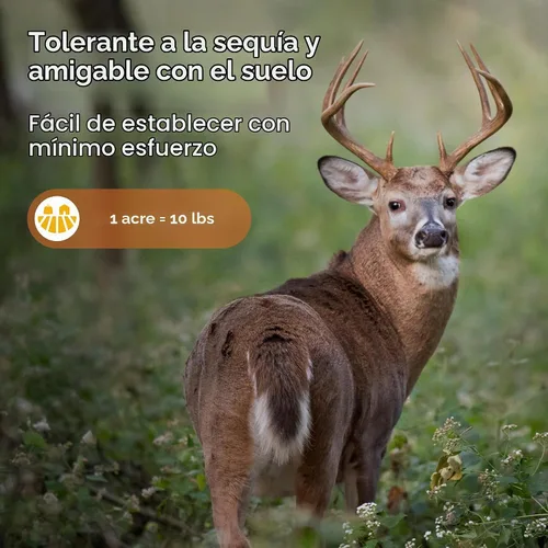 Vista 5 de Semillas de parcela de alimentos de alfalfa + trébol para ciervos [perennes] – Semillas de parcela de alimentos perennes – Mezcla de semillas