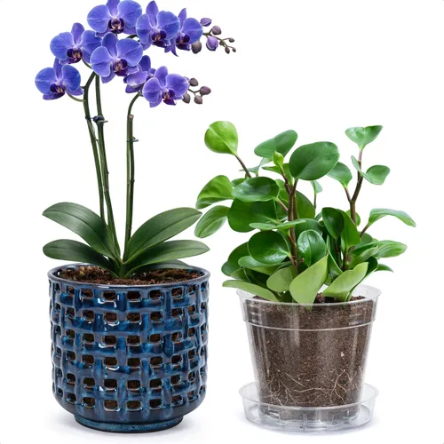 Vista 19 de D'vine Dev Orchid Pot, Clear Pot & Saucer, Smoked White, 6.7 in, 28-A-Y-1 Blanco ahumado
