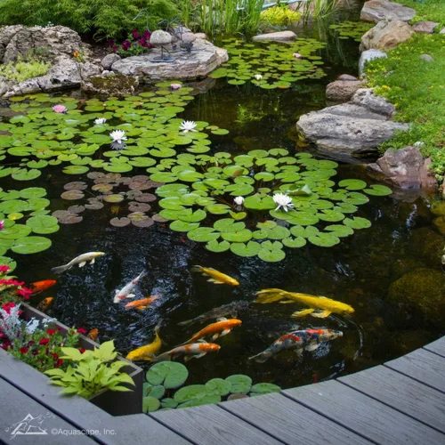 Vista 5 de Aquascape 96015 Tratamiento de agua para estanques y características de agua, 32 onzas