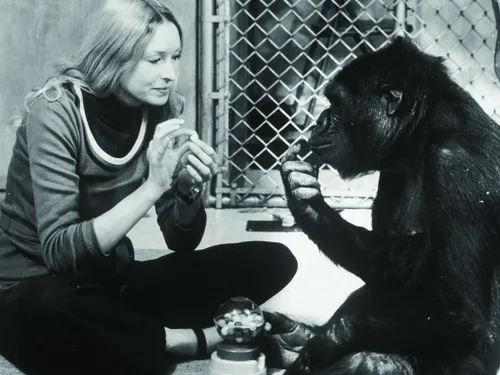 Vista 2 de Koko A Talking Gorilla (The Criterion Collection) DVD