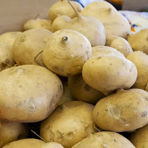 Vista 4 de CHUXAY GARDEN Semillas de jícama, 100 semillas comestibles de nabo mexicano de reliquia, cultivo alimentario sin OMG, semillas de supervivencia