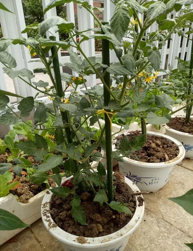 Vista 5 de Estacas de jardín de 60 pulgadas / 5 pies, 50 estacas para plantas, recubierto de plástico y tubo de acero, varillas de tomate resistentes