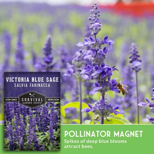 Vista 4 de Victoria - Semillas de salvia azul para plantar – Salvia Farinacea – Flores polinizadoras para bordes y jardines de cabaña – Semillas de jardín