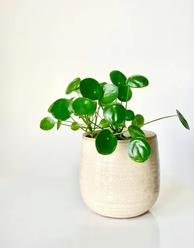 Vista 4 de Planta de dinero chino Pilea Peperomioides de 5 a 9 pulgadas Planta OVNI Planta de panqueques de hoja redonda para decoración moderna