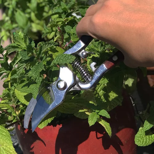 Vista 5 de Verve CULTURE - Tijeras de cocina tailandesas y tijeras de podar para jardinería, hechas a mano, multiusos, con cuchillas de acero inoxidable y asas