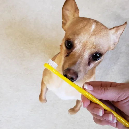 Vista 3 de Pet Republique Cepillo de dientes pequeño para perros y gatos, cepillo de dientes para gatos, cepillo de dientes para perros pequeños, diseñado