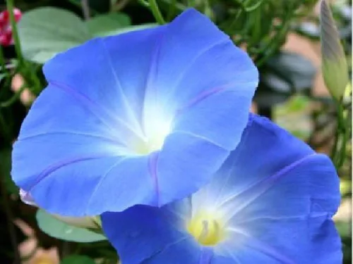 Vista 2 de Morning Glory Seed, Celestial Blue, 100 semillas, flores largas de temporada azul brillante
