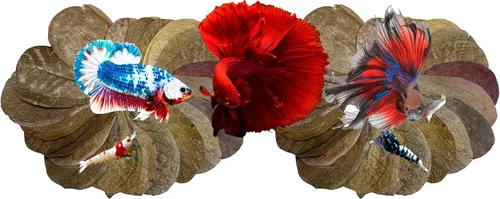 Vista 6 de Awesome Aquatic Hojas para Camarones y Betta Catappa/Almendra India, Dadap, Morera Hábitat Natural Productor de Taninos Mejora la Inmunidad Fácil