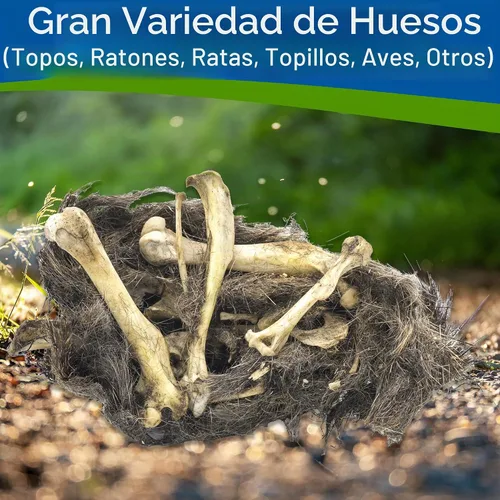 Vista 2 de Amazing Owl - Kit de disección de pellets de búho – Juego de pellets de búho de 10 piezas para proyectos de laboratorio científico – con pinzas