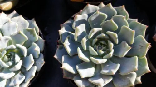 Vista 2 de Echeveria azulita Cactus Cactus Suculenta Planta Real Viva