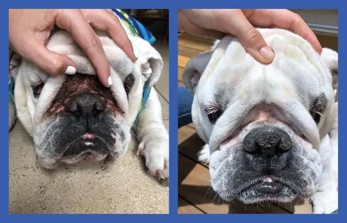 Vista 2 de Squishface Pasta antiarrugas – Bulldog, bulldog francés, pug, bulldog inglés – Limpia arrugas, manchas de lágrimas, bolsillos de cola y patas