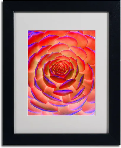 Vista 2 de Trademark Fine Art Arte de plantas en arte enmarcado mate por Patty Tuggle en marco negro, 11 x 14 pulgadas