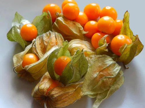 Vista 4 de Más de 200 Semillas Fresa Cereza Molida - Physalis - Naranja Vegetal