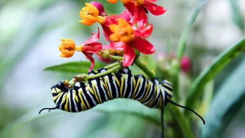 Vista 3 de UtopiaSeeds Semillas de flor de algodoncillo de sangre - Atrae y alimenta mariposas monarca