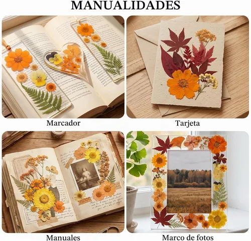 Vista 4 de 350 piezas de flores secas de otoño para manualidades, flores secas