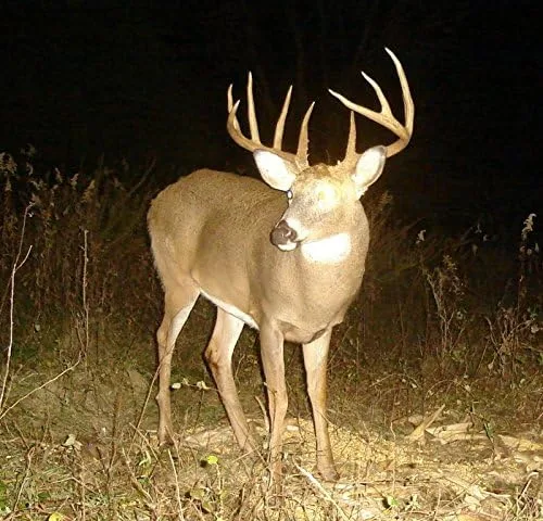 Vista 2 de Poción de ciervo anzuelo – Concentrado Deer anzuelo Poción mezcla