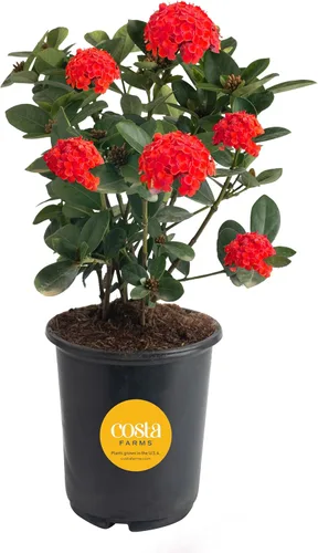 Vista 12 de Costa Farms Curcuma, planta viva de jengibre oculto en maceta de plástico, planta de interior con flores al aire libre, perfecta para decoración