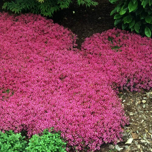 Vista 7 de Outsidepride Creeping Thyme - Alfombra mágica