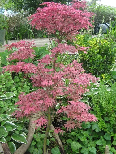 Vista 6 de Shirazz Arce Japonés - Crema y Rosa Variegación Planta Viva, 1 Año