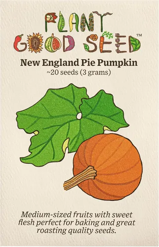 Vista 8 de Plant Good Seed Semillas orgánicas de calabaza de invierno Burgess Buttercup - Paquete de 30, semillas tradicionales para plantar verduras