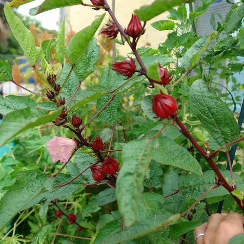 Vista 7 de Roselle Rojo (Hibiscus sabdariffa) - Paquete de 50 Semillas