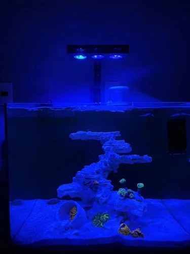 Vista 6 de Aqua Knight - Luz de arrecife de 30 W para Coral SPS LPS Nano Tank, luz de acuario de agua salada regulable de 2 canales con temporizador