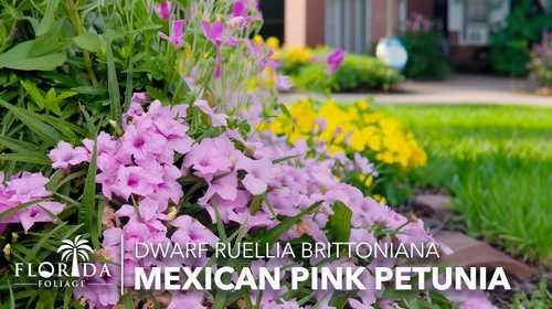 Vista 3 de Pink Ruellia Katie's Dwarf 3 plantas vivas Petunia Brittoniana mexicana Plantas perennes tolerantes a la sequía Cobertura del suelo