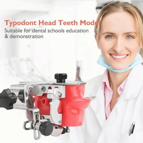 Vista 3 de Cabeza de maniquí de simulador dental, modelo de dientes Typodont, maniquí de entrenamiento de cabeza fantasma con soporte de banco fijo