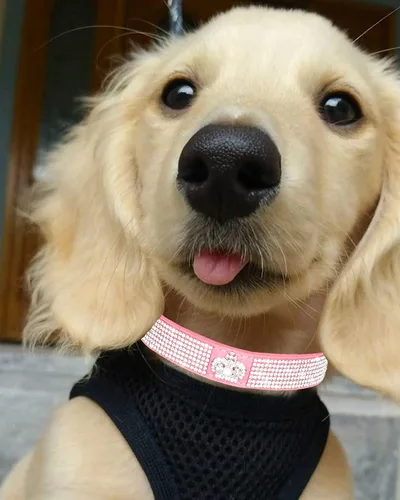 Vista 5 de Bling - Collar de perro para perros pequeños, medianos y grandes, collares de perro con corona de diamantes de imitación para perros hembra y macho