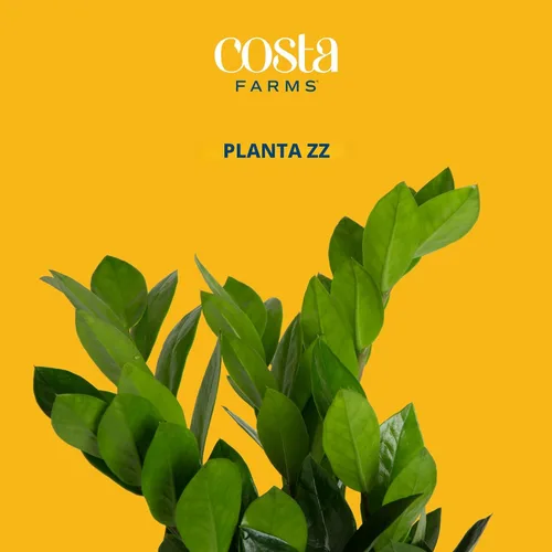 Vista 3 de Costa Farms ZZ Zamioculcas Zamiifolia, planta de interior, 12 pulgadas de alto, maceta decorativa blanca natural.