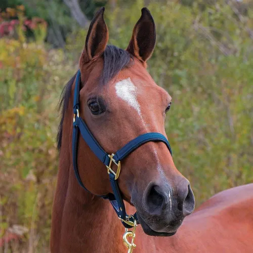 Vista 4 de Dura-Tech Cabestro de caballo de nailon totalmente acolchado Cabestro para caballo diseñado para evitar rozaduras Corona y bordillo de caballo