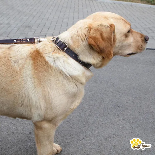 Vista 4 de Collar de cuero para perros grandes con correa de cuero de doble asa de 6 pies x 3/4 pulgadas