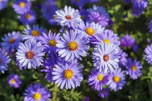 Vista 5 de Aster Smooth Blue 500 Seeds (Symphyotrichum Laeve) Heirloom - Open Pollinated - Native