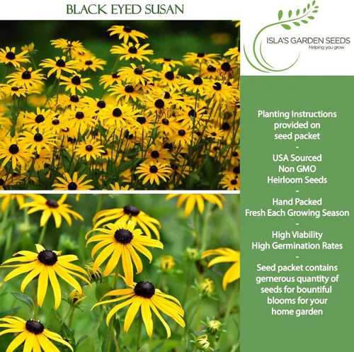 Vista 2 de Semillas de flores Susan de ojos negros, más de 3000 semillas por paquete, flores silvestres amarillas brillantes, nombre botánico: Rudbeckia hirta