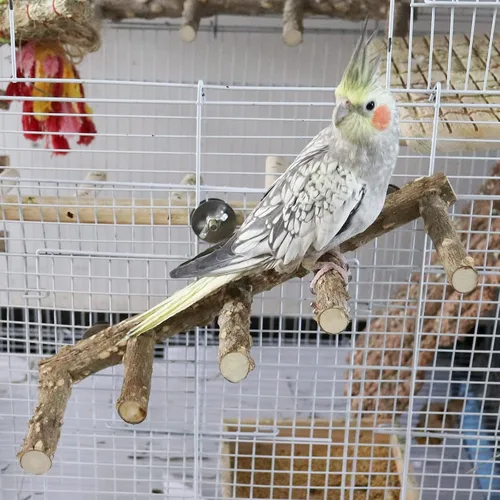 Vista 2 de Soporte grande de perca para pájaros de 15.7 pulgadas, juguetes de escalera de loro de madera natural, accesorios para jaula de pájaros, adecuado
