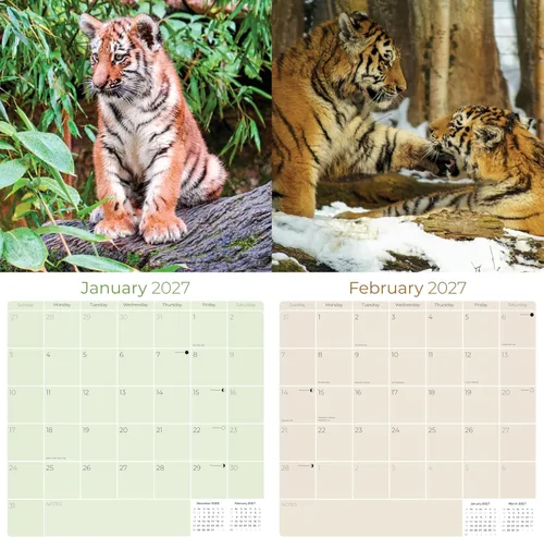 Vista 252 de Calendario de grises africanos 2025 2026 – Planificador mensual de pared de aves africanas – 12 x 18 pulgadas (abierto), calendario de pared