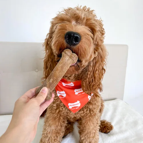 Vista 2 de Nylabone Healthy Edibles - Premios masticables para perro, todo natural, larga duración, 1 unidad, sabor a tocino (Bacon), M/Wolf Natural dog
