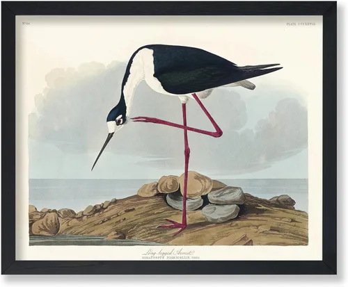 Vista 9 de Poster Master Póster vintage de James Audubon – Impresión retro de amargo americano – Arte de aves de América – Regalo para hombres, mujeres