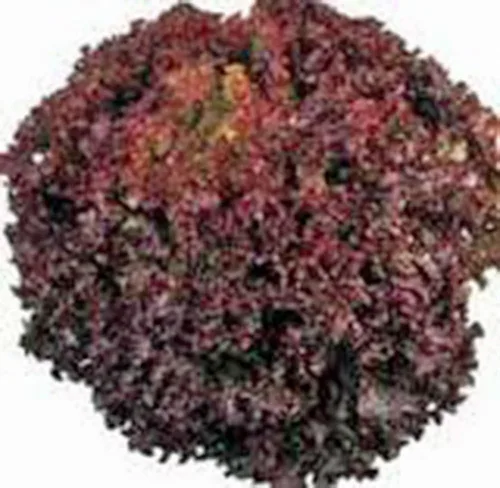 Vista 2 de Semilla de lechuga, lechuga de hoja roja, Lolla Rosa, reliquia, sin OMG, más de 50 semillas