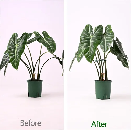 Vista 3 de Yohsnor 5 ganchos de soporte para plantas Monstera - 4.1 x 4.4 pulgadas, estabilizadores flexibles duraderos para plantas de interior, soportes