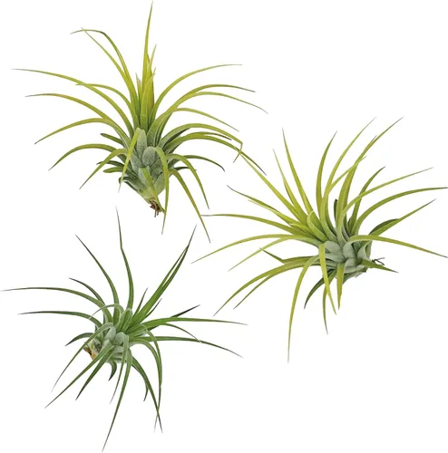 Vista 5 de ragnaroc Plantas de aire – Druida Tillandsia Ionantha, Regular 2-3 pulgadas – 3 ct – Llegada viva garantizada – Plantas de interior para decoración