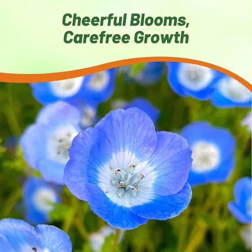 Vista 6 de Outsidepride Nemophila Baby Blue Eyes - Semillas anuales de flores silvestres de crecimiento rápido, resistentes y autosembradas para plantar flores